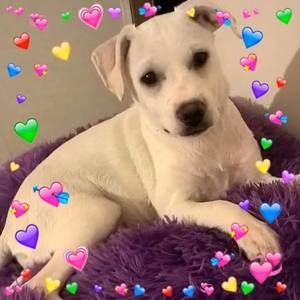 Meet your Posher, Claire